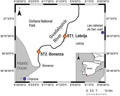 Benthic metabolism and nutrient dynamics of a hyperturbid and hypernutrified estuary